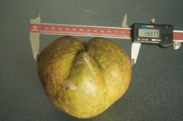 چولتا / دیلِنیا